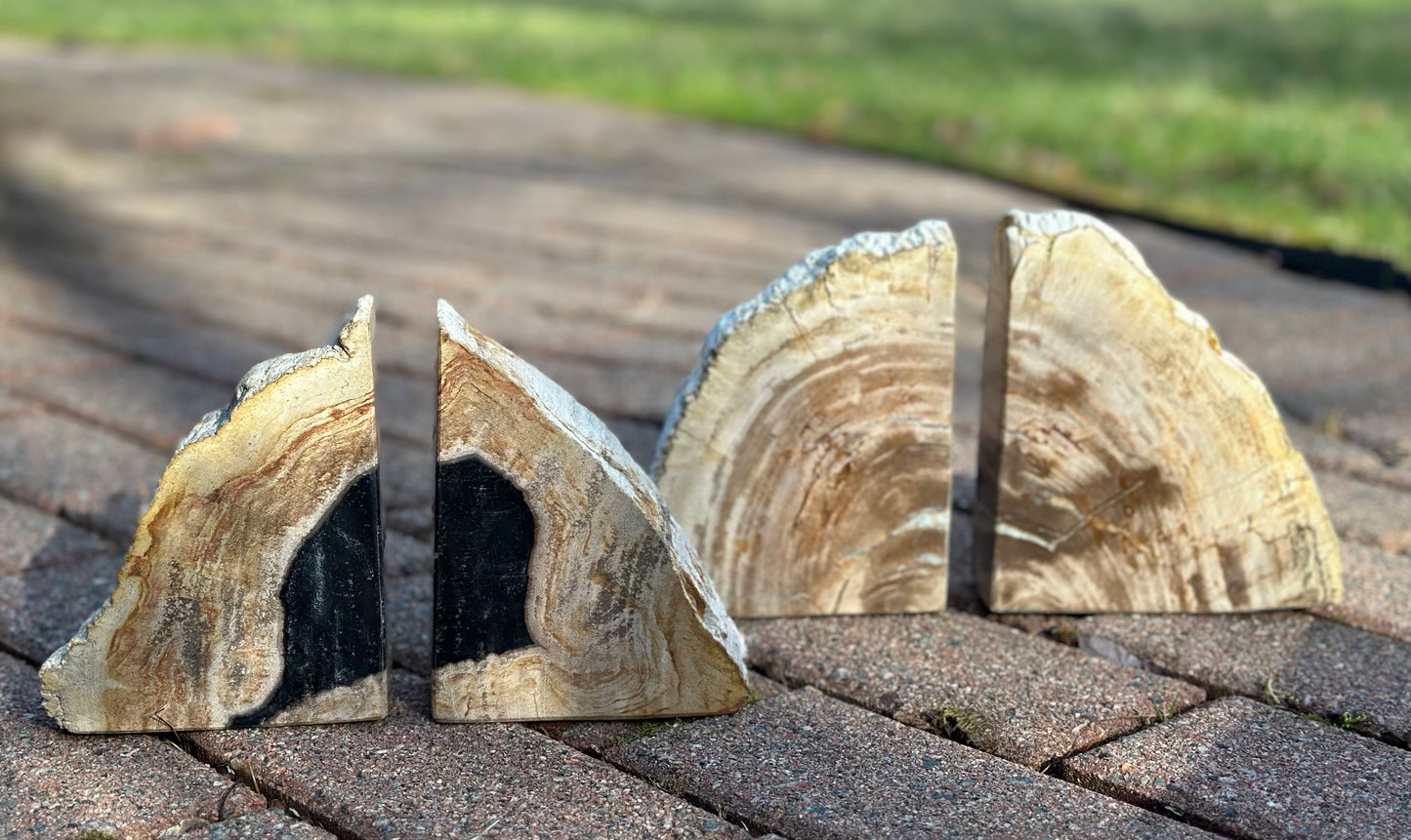 Petrified Wood Bookends - Medium