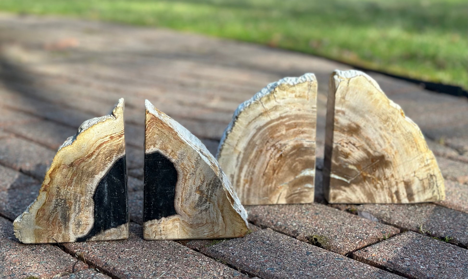 Petrified Wood Bookends - Medium