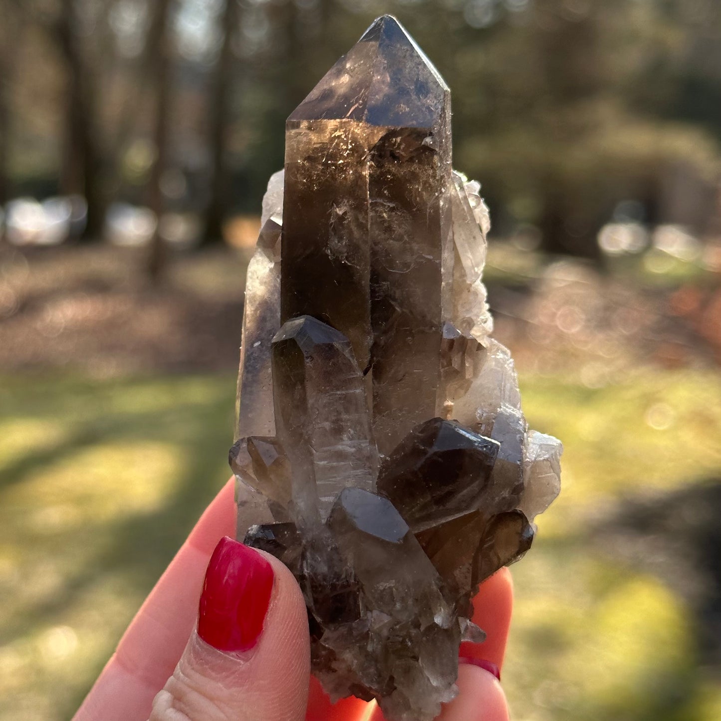 Smoky Quartz Point Cluster