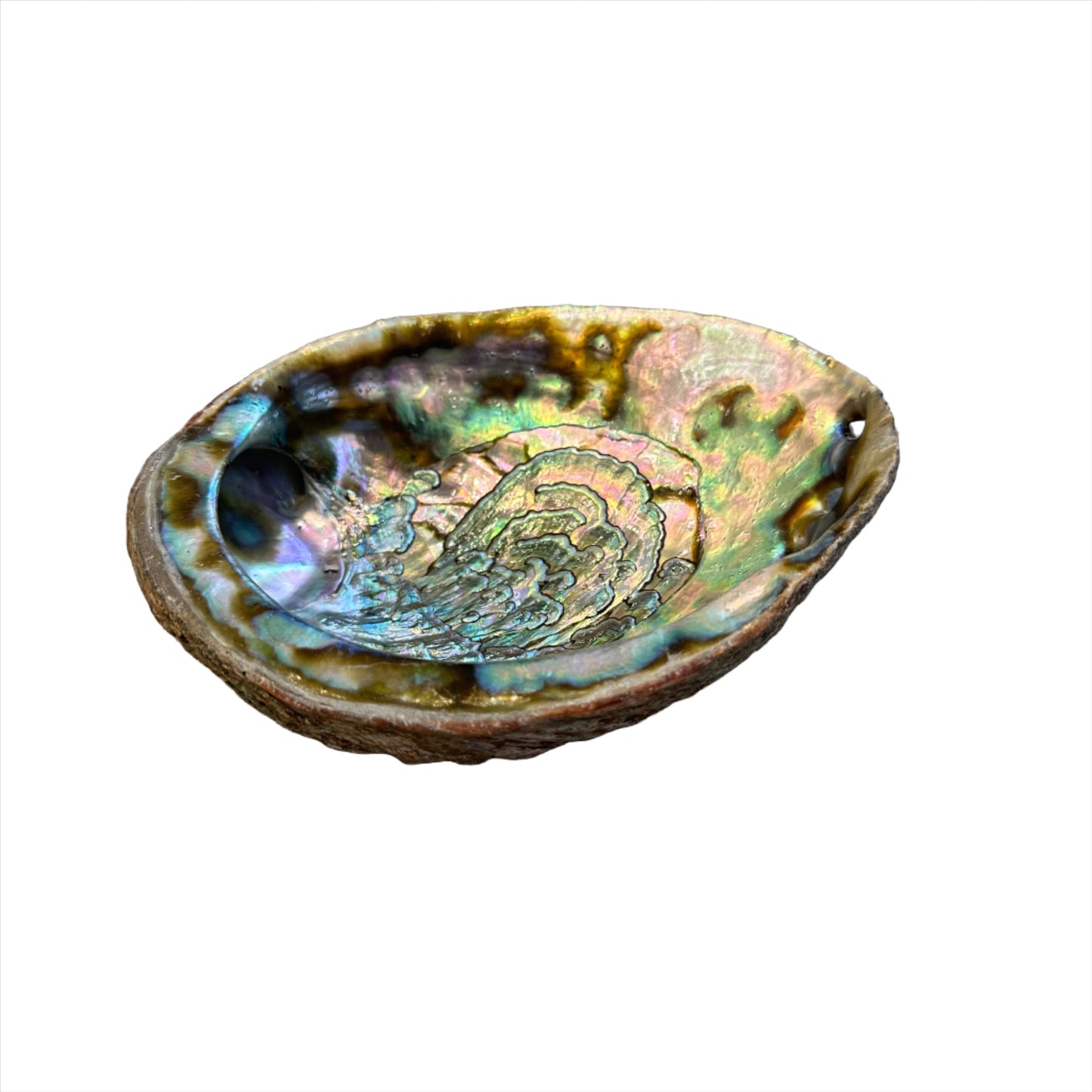 Abalone Shell immune system