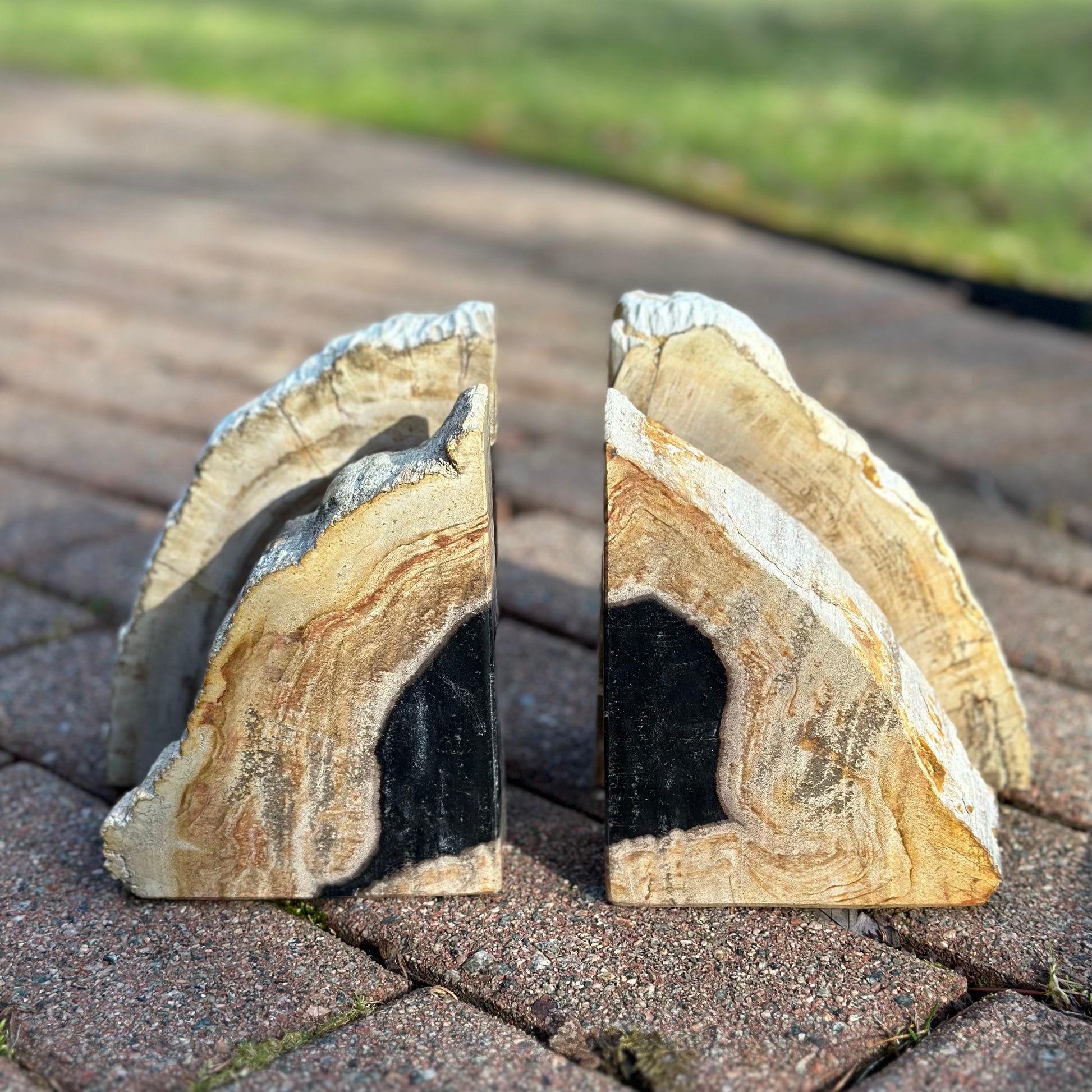 Petrified Wood Bookend - Large