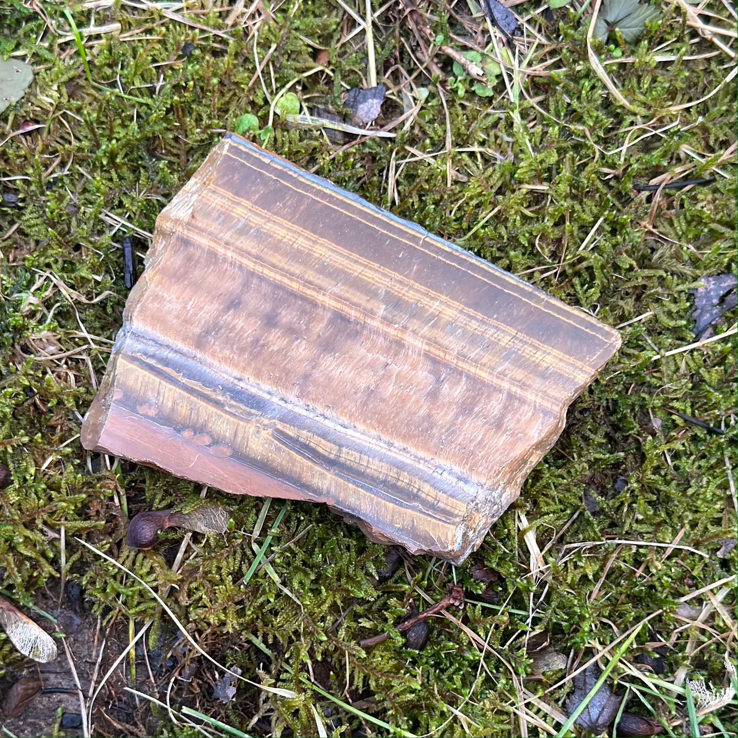 Thick Tiger Eye slab showing rich golden and brown hues on mossy ground, symbolizing balance and clarity.