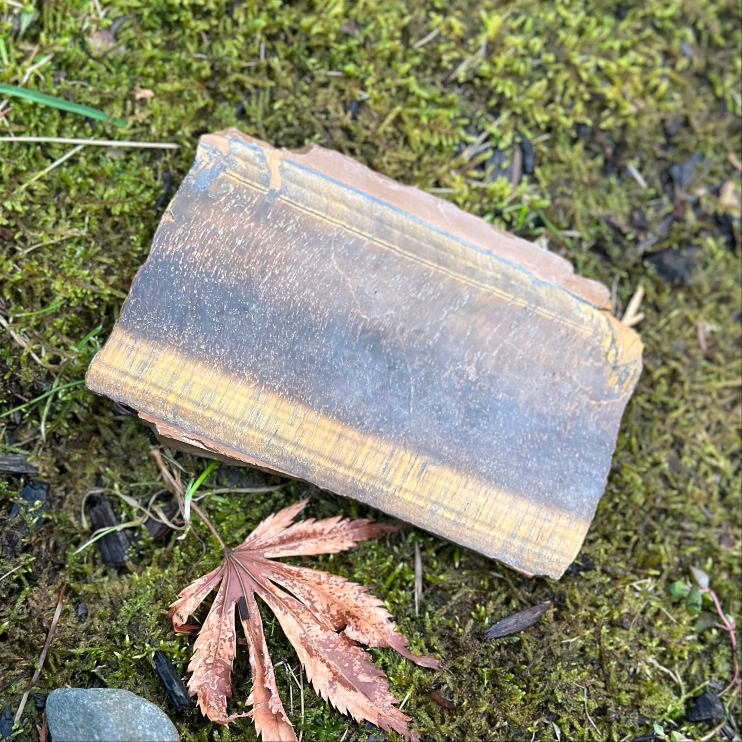 Thick Tiger Eye slab on mossy ground, showcasing natural healing properties and a beautiful golden-brown sheen.