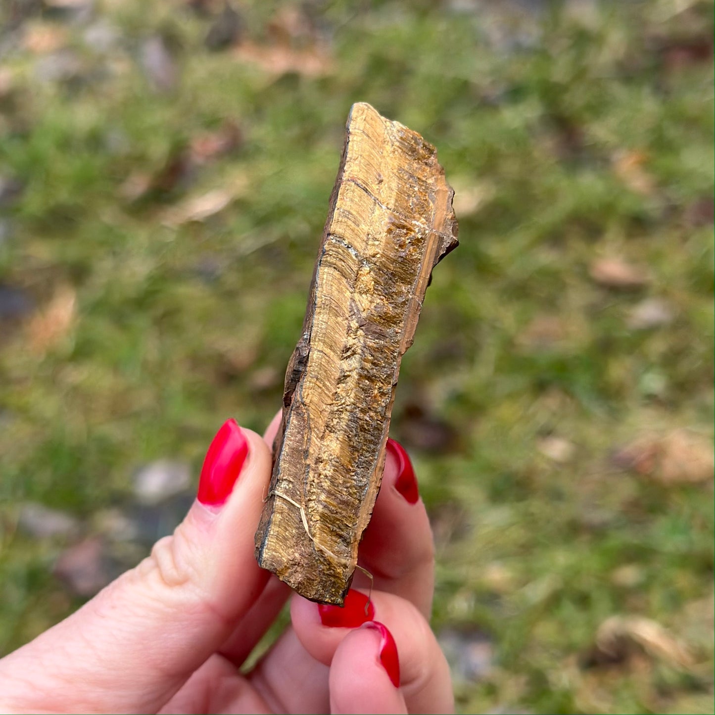 Raw Tiger Eye crystal piece showcasing its unique golden-brown layers, held against a natural outdoor background.