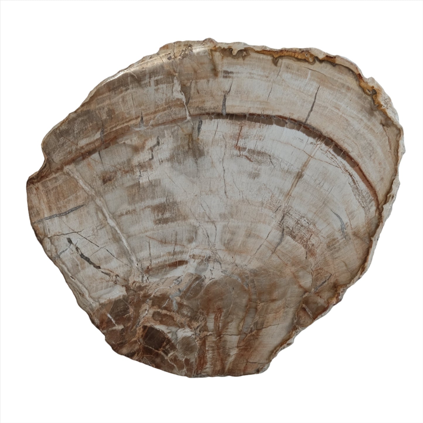 Petrified wood slab showcasing unique natural patterns, ideal for promoting personal growth and transformation.