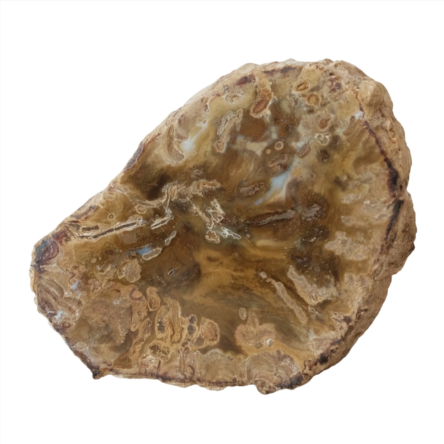 Petrified Wood Slab for personal growth and transformation, promoting calmness, security, and mental strength.