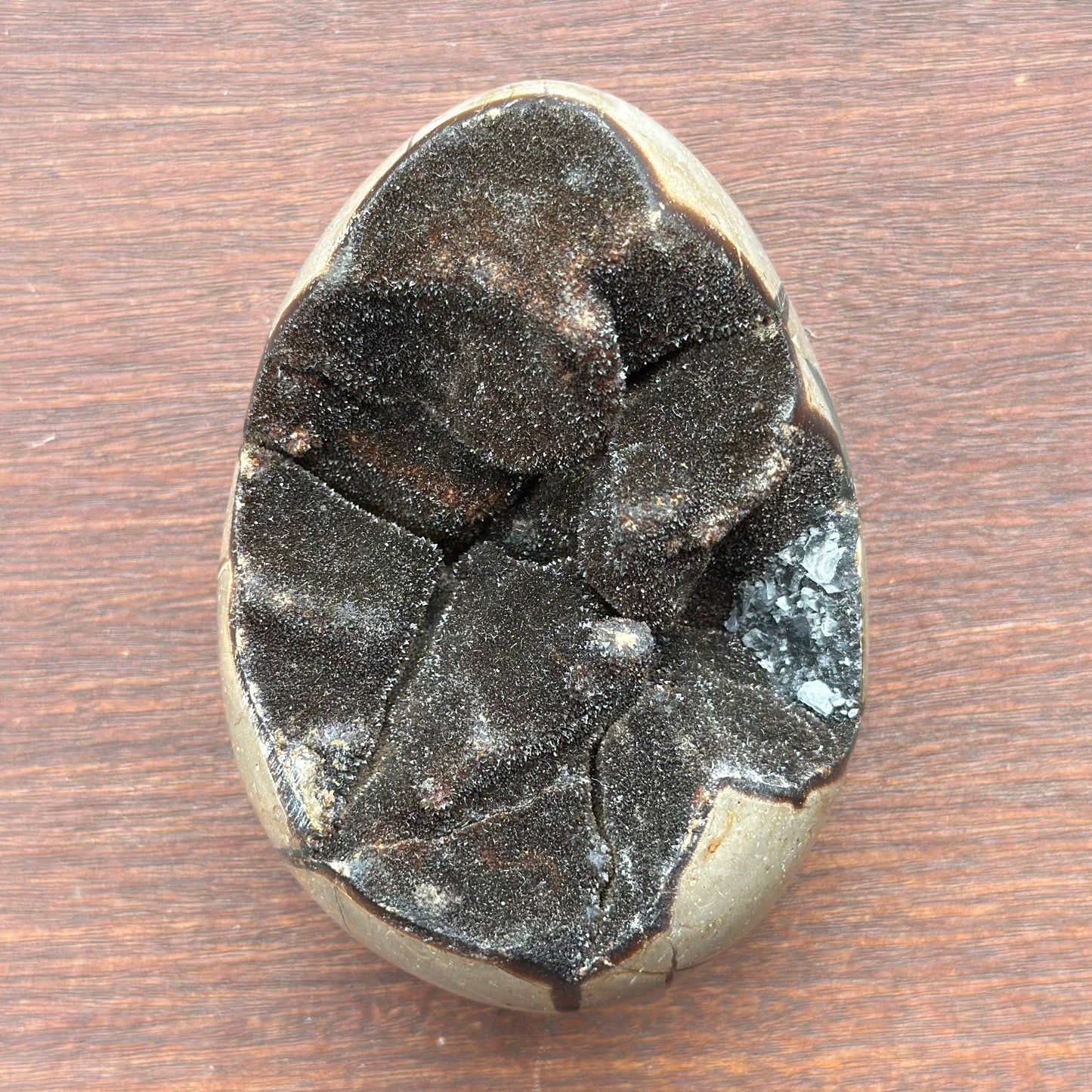 Septarian Egg Large