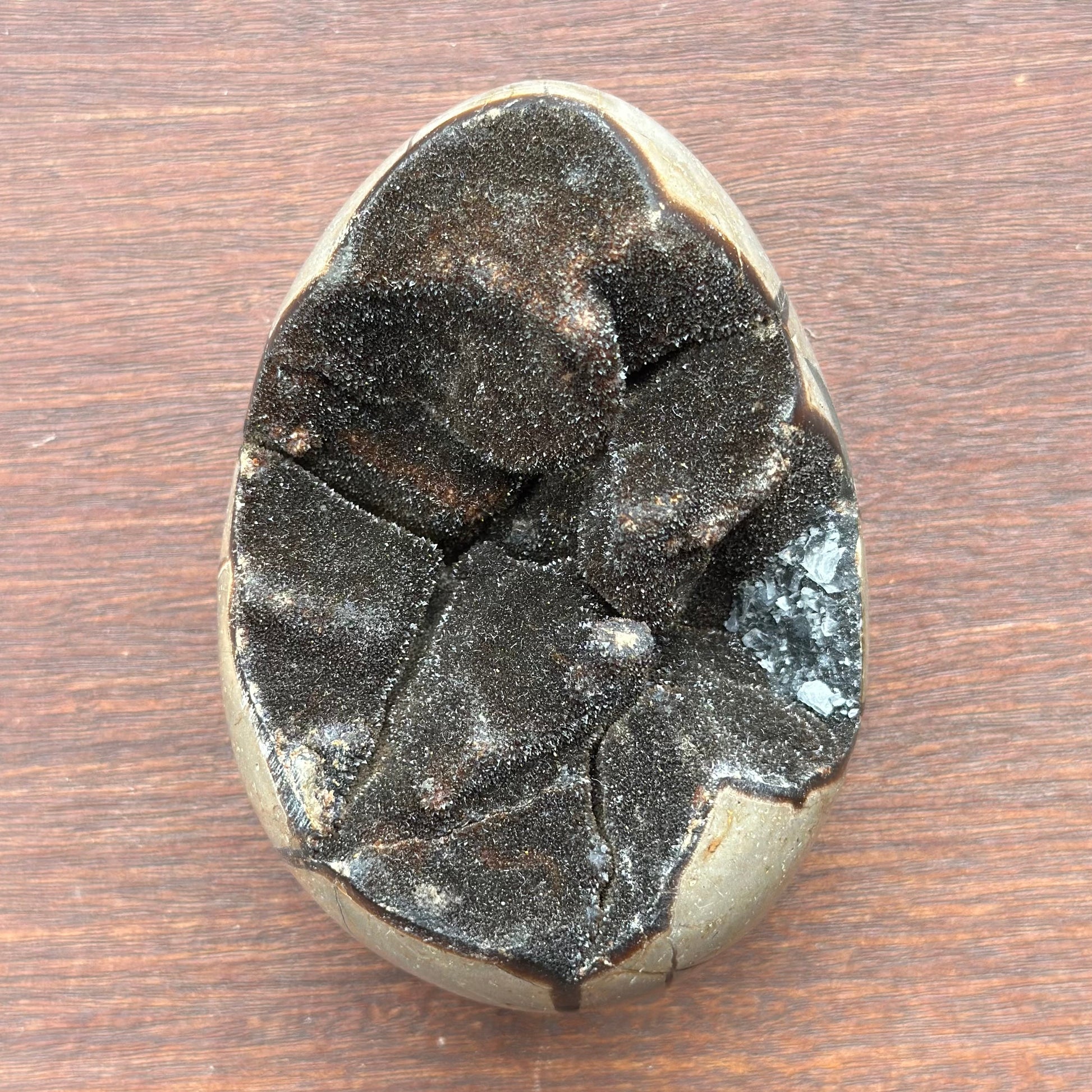 Septarian Egg Large