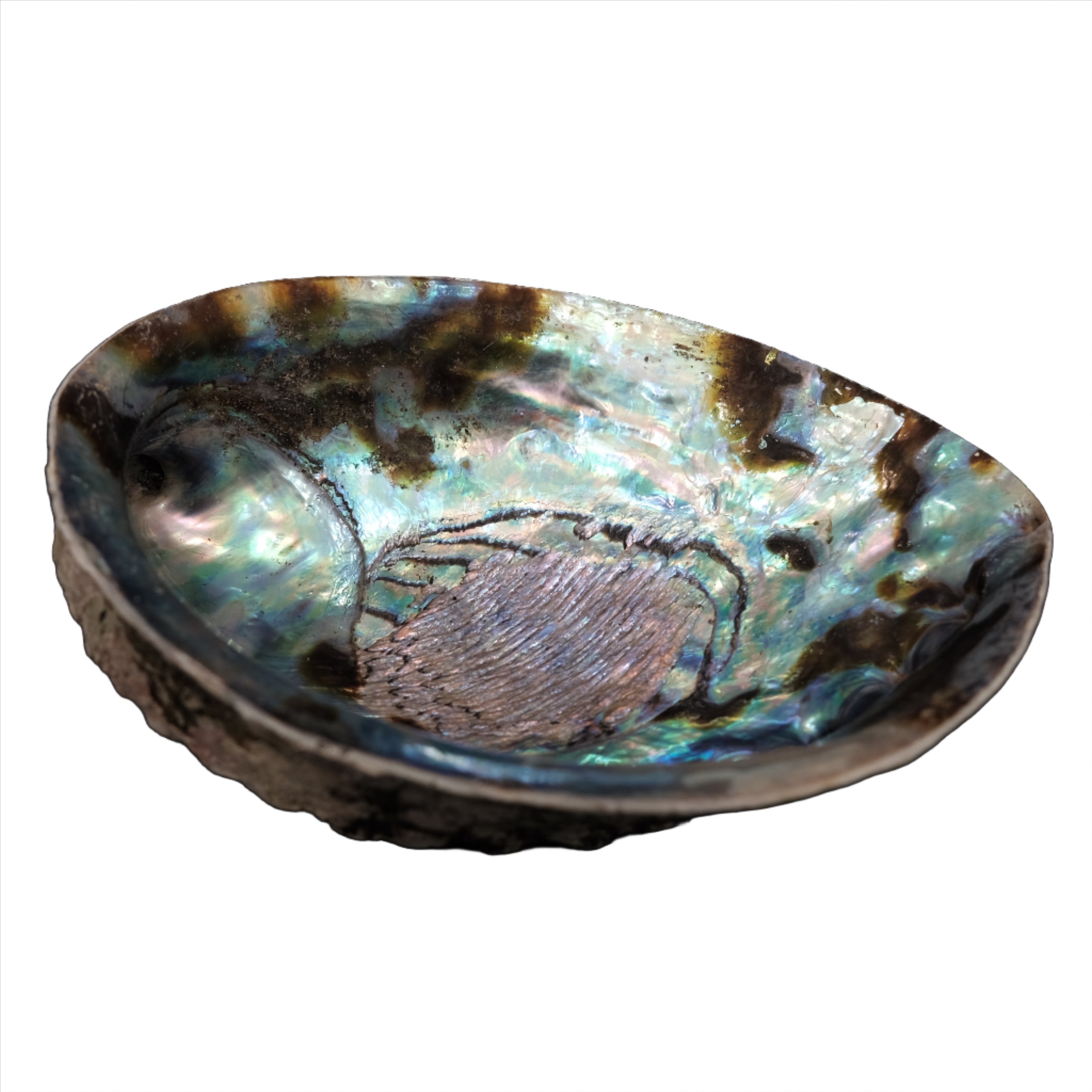 Shell Trove Abalone Shell 5-6
