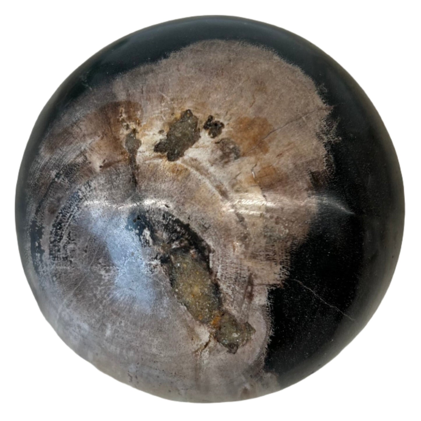 Petrified Wood Sphere 8cm