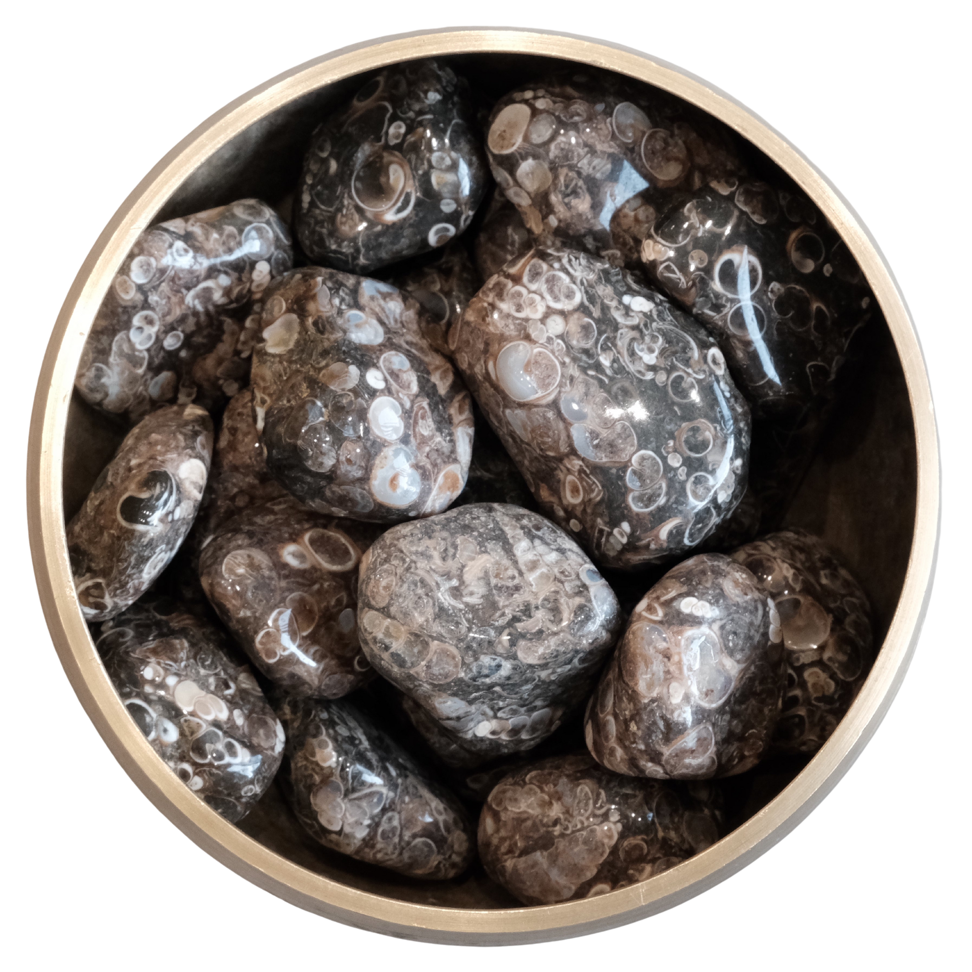 Turritella Agate tumbled stones in a bowl, showcasing dark colors with white and gray circles, symbolizing abundance and spiritual growth.