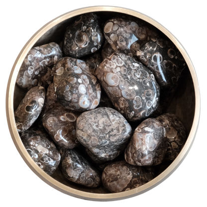 Turritella Agate tumbled stones in a bowl, showcasing dark colors with white and gray circles, symbolizing abundance and spiritual growth.