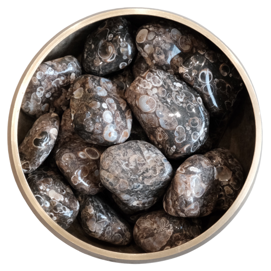 Turritella Agate tumbled stones in a bowl, showcasing dark colors with white and gray circles, symbolizing abundance and spiritual growth.