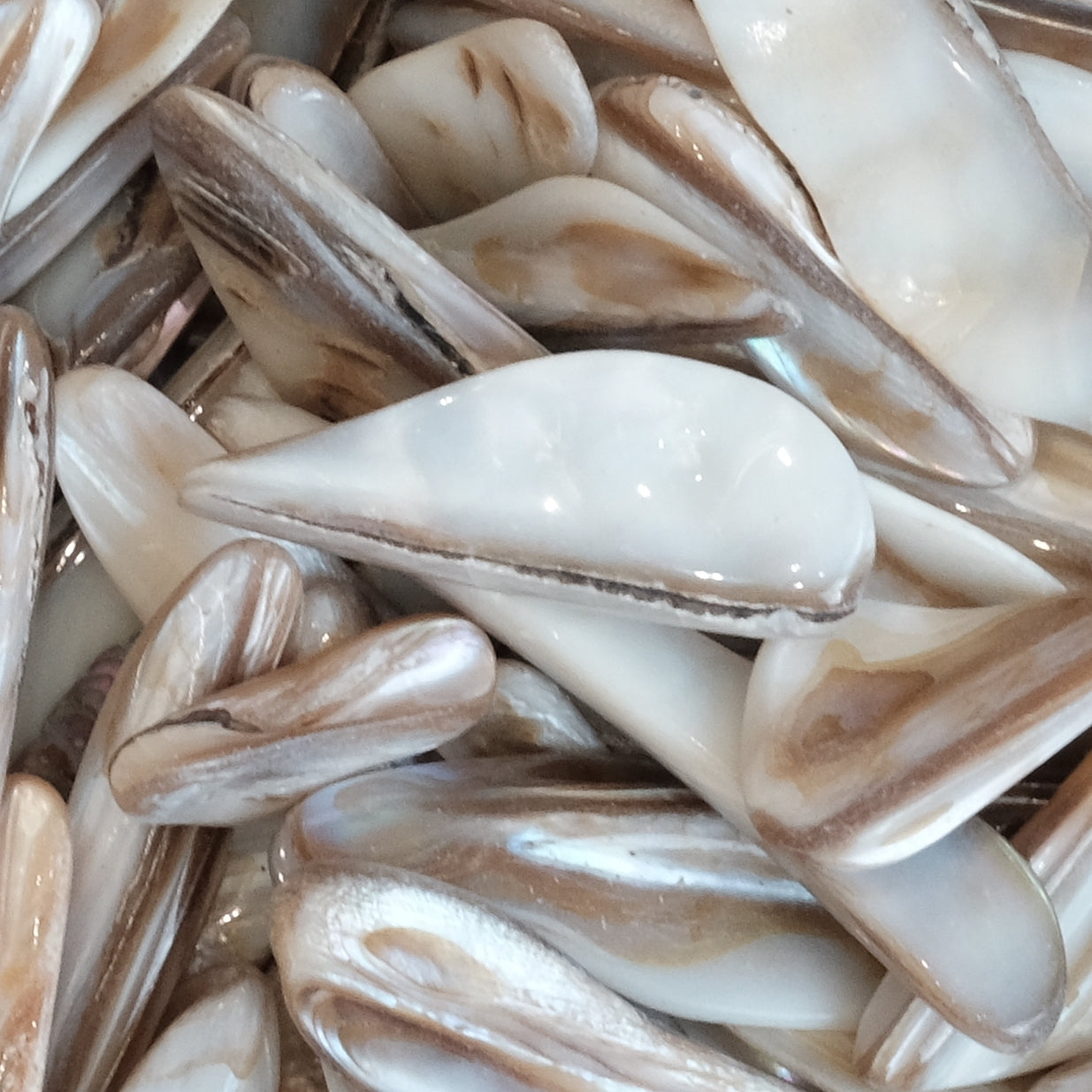 Close-up of polished mother of pearl rims showcasing natural shine and beauty.