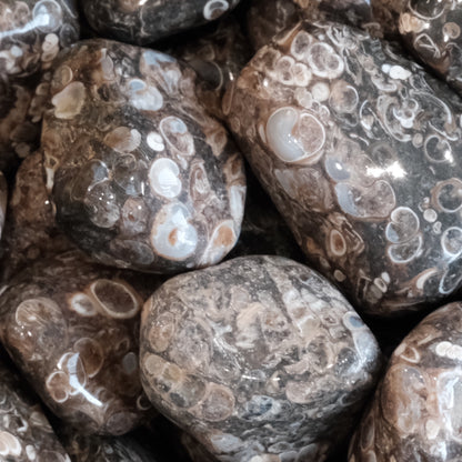 Turritella Agate tumbled stones with dark color and white, gray circles, promoting abundance, inner peace, and spiritual growth.